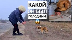 На наших глазах его выкинули на трассу погибать? ЗИМОЙ! Реакция мамы на 13 подобрыша?