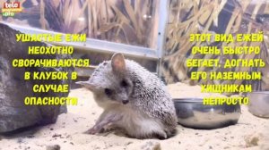 Ушастый ежик появился в Ростовском зоопарке