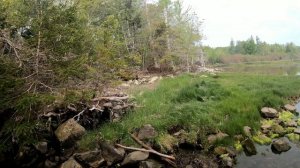 Дикая природа Канады- Красивый Парк у океана Галифакса Новая Шотландия