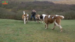 Чего вы не знали о сенбернарах