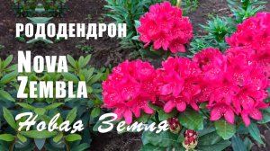 Рододендрон Нова Зембла (Новая Земля)