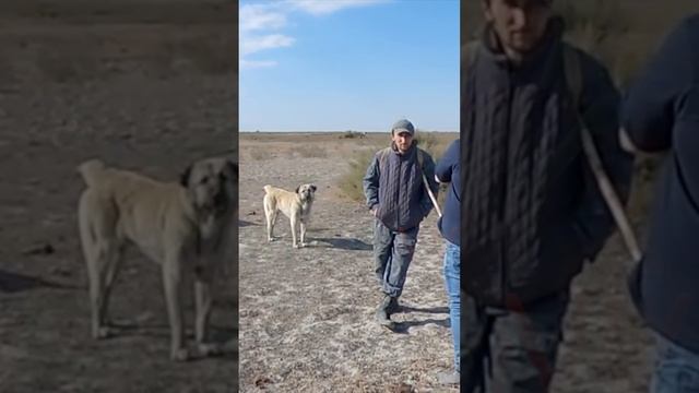 Пастух в Дагестане про нападения волков
