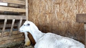 Сложные роды у козы//Спасаю козлёнка