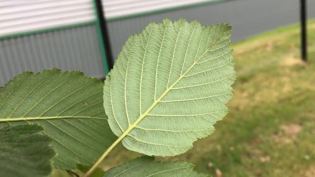 Grey alder (Alnus incana) - underside of leaf close up - May 2018 смотреть онлайн