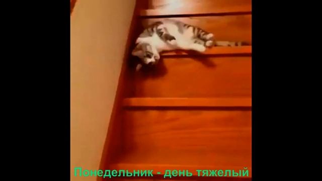 Как же тяжело в понедельник, после праздников... смотреть онлайн