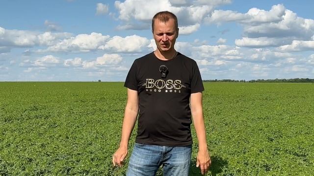 НУТ | 20-30ц/га | Самый стабильный сорт по урожайности | смотреть онлайн