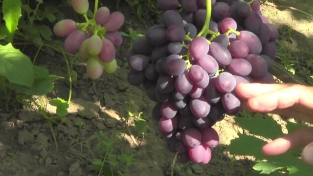 @Виноград 2018. Виноград Каталония на Полтавщине смотреть онлайн