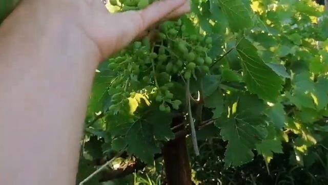 Кара кишмиш. Вера Бова, Таганрог смотреть онлайн