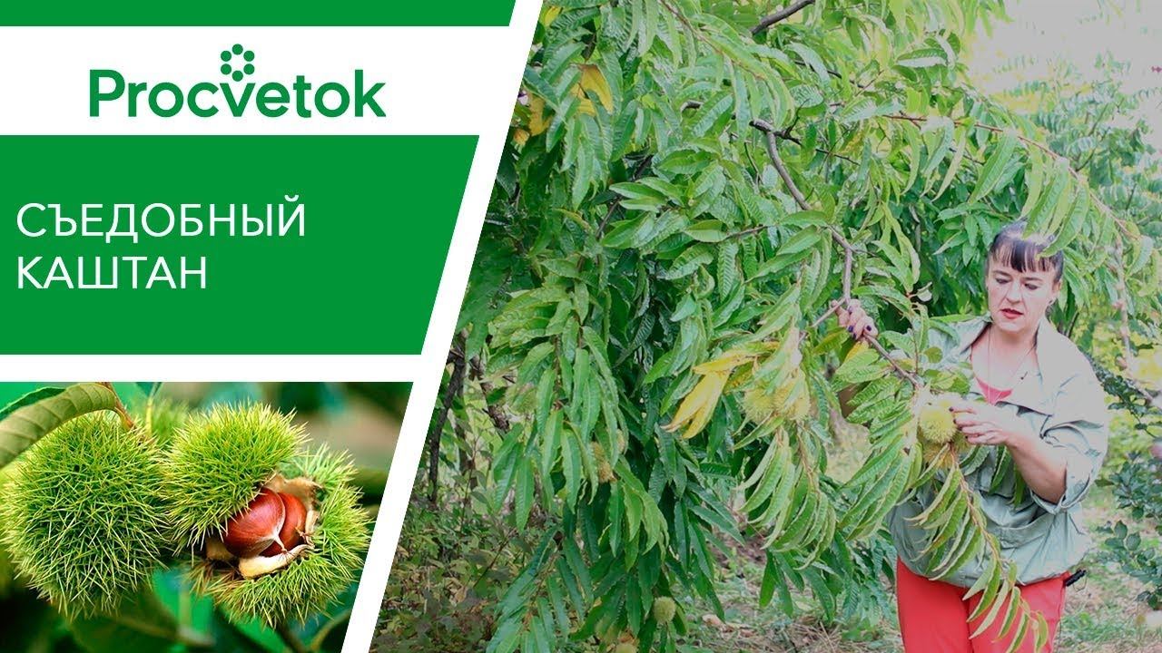КАШТАН СЪЕДОБНЫЙ - вкусная экзотика в саду! Вырастет и у вас! смотреть онлайн