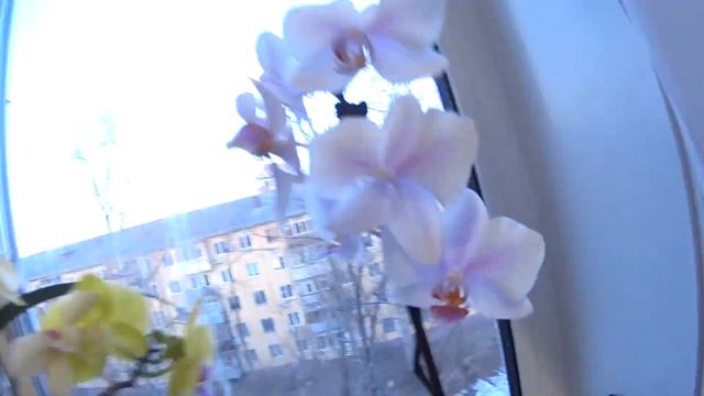 В гостях у подружки Орхидеи (Новый год) смотреть онлайн