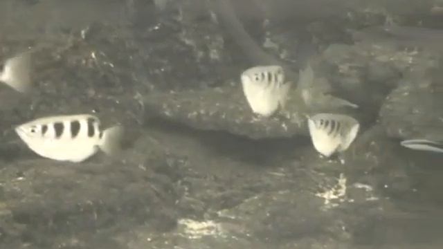 Океанариум в Патайе, Таиланд смотреть онлайн