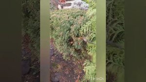 Обработка можжевельника от гриба Гимноспорангиум (Gymnosporangium)#обработкасада#садогород #tagetes