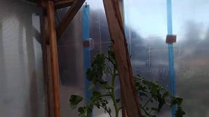 Лучшее средство от белокрылки в теплице