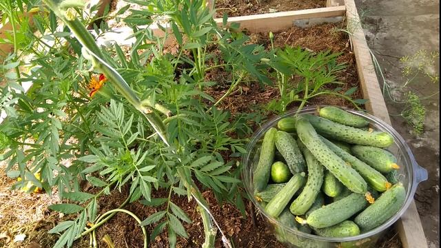 Витамины для огурцов.Не будет кривых.Завязи не пожелтеют,не засохнут и не отвалятся. смотреть онлайн