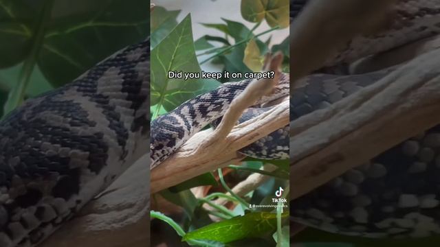 Axanthic Zebra Carpet Python #everevolvingexotics #tucson #arizona #reptileshop #carpetpython #snak