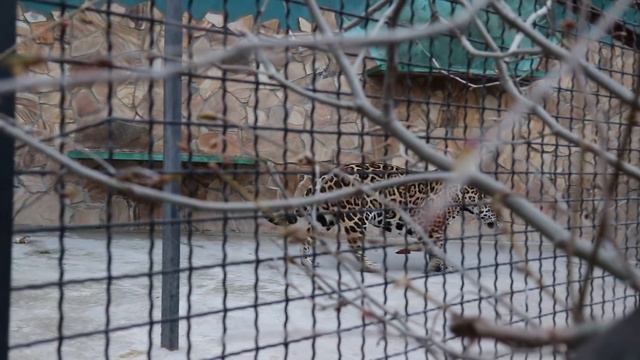 Ягуары: - Что ж она там ест, мясом то не пахнет?! ! Тайган. смотреть онлайн