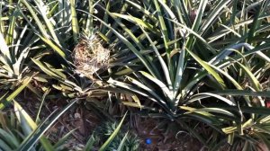 Как выращивают ананасы