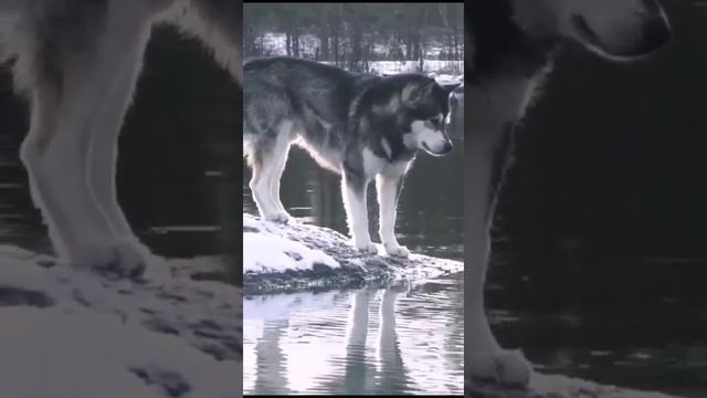 Dog breed .mp4 смотреть онлайн