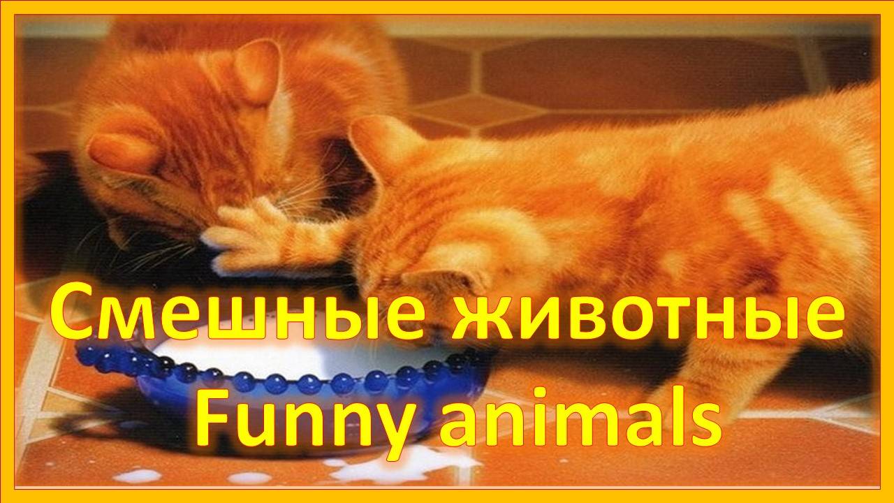 Прикольные коты. Рыжий проказник