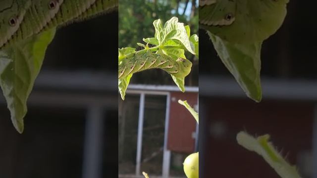 How to stop tomato worms?!