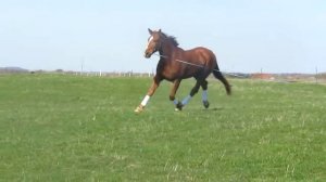 Работа лошади на корде. Рысь, галоп