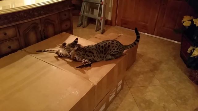 F1 Savannah Cat vs Bengal Kitten смотреть онлайн