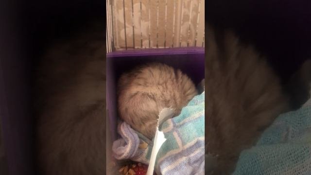 Хомяк плачет во сне