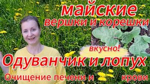 Как собрать и вкусно приготовить природные очистители организма - лопух и одуванчик