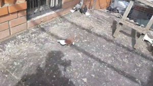 Голубята просто супер! Первая молодёжь из тёплого маточника. The pigeons are just super.