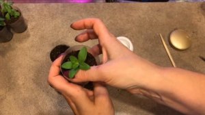 Калибрахоа выращивание и уход