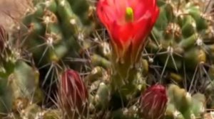 Ф.Шопен "Весенний вальс"