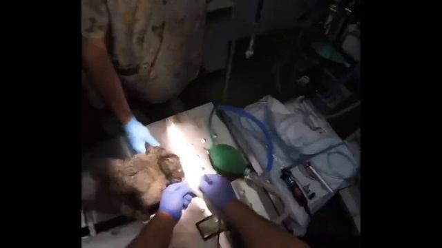 Установка ларингеальной маски. Laryngeal mask placement rabbit смотреть онлайн