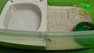 Содержание муравьев Myrmecia forficata и pyriformis