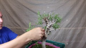 Rosemary Bonsai Material: Pruning & First Styling a Collected Rosemary (Part 2)