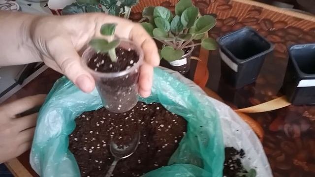 ЗАЦВЕТЕТ ДАЖЕ КАКТУС !!! ПРОСТОЙ СПОСОБ ВЫРУЧИТ )