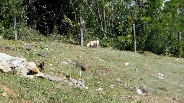 Nikon S9300 Test Video 3 смотреть онлайн