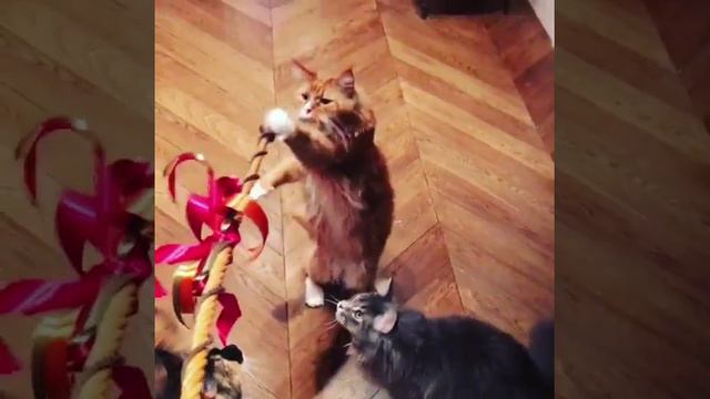 Александр Олешко управляет животными смотреть онлайн