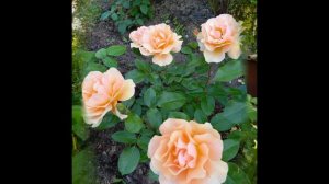 Моя прекрасная дача.