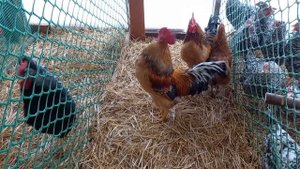 Синь Синь Дянь рыжие. Переселение петушков к курочкам.