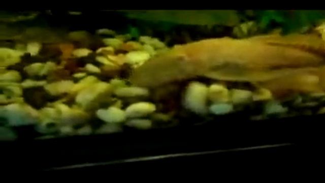 Вуалевые анцитрусы собственного разведения ) смотреть онлайн