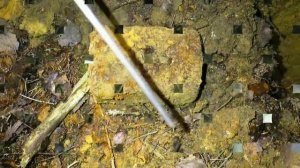 Коп в лесу. Александр(реставратор) №169