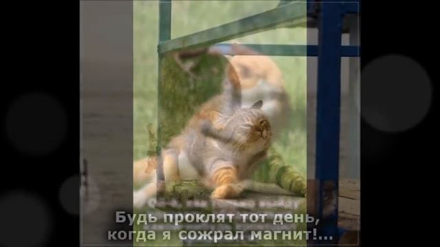 Веселые картинки. Кошки приколы самые смешные. Коты смешилки. смотреть онлайн