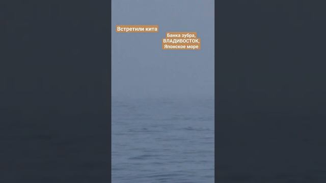 Кит в открытом японском море на банке Зубра, возле Владивостока. #БлогВладивосток