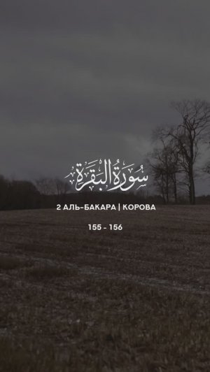 2 Корова | al-Baqarah | سورة البقرة verses 155-156 Tareq Mohammad Мухаммад Тарик