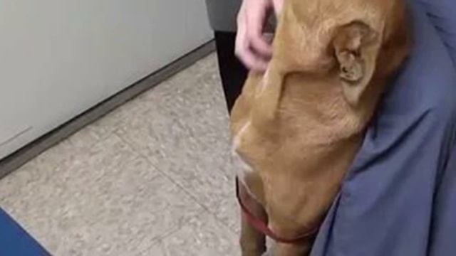 В приюте решили усыпить собаку со сломанной лапой. Но за 5 минут до процедуры произошло ЧУДО смотреть онлайн