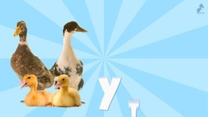 ДОМАШНИЕ ПТИЦЫ. Учим птиц по ФОТО, их голоса , детеныши и польза