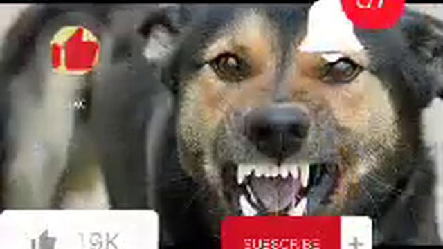 смешные собачки, топ 5 , без регистрации, с картошкой смотреть онлайн