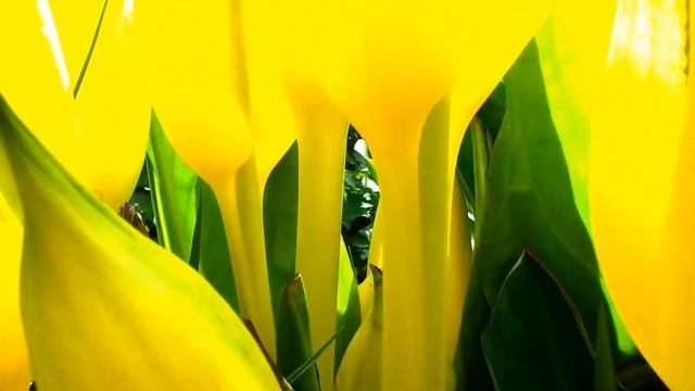 Lysichiton americanus смотреть онлайн