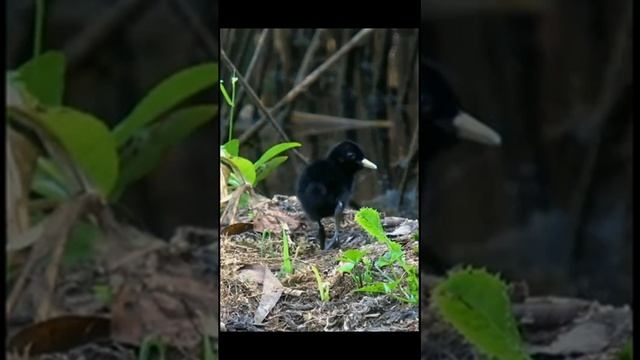 Звуки русской деревни