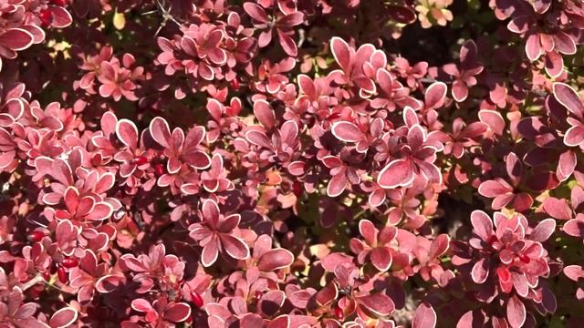Berberis thunbergii var. Admiration (dřišťál Thunbergův) смотреть онлайн